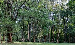 Arboretum,Nairobi