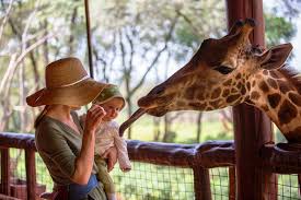 Giraffe Center