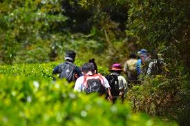 Hike-Kakamega Forest reserve