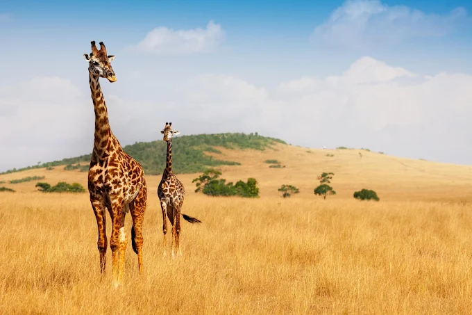 MAASAI MARA NATIONAL PARK