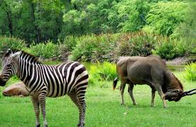 Nature trail Bamburi