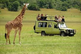 Safari In Nairobi NationaL Park